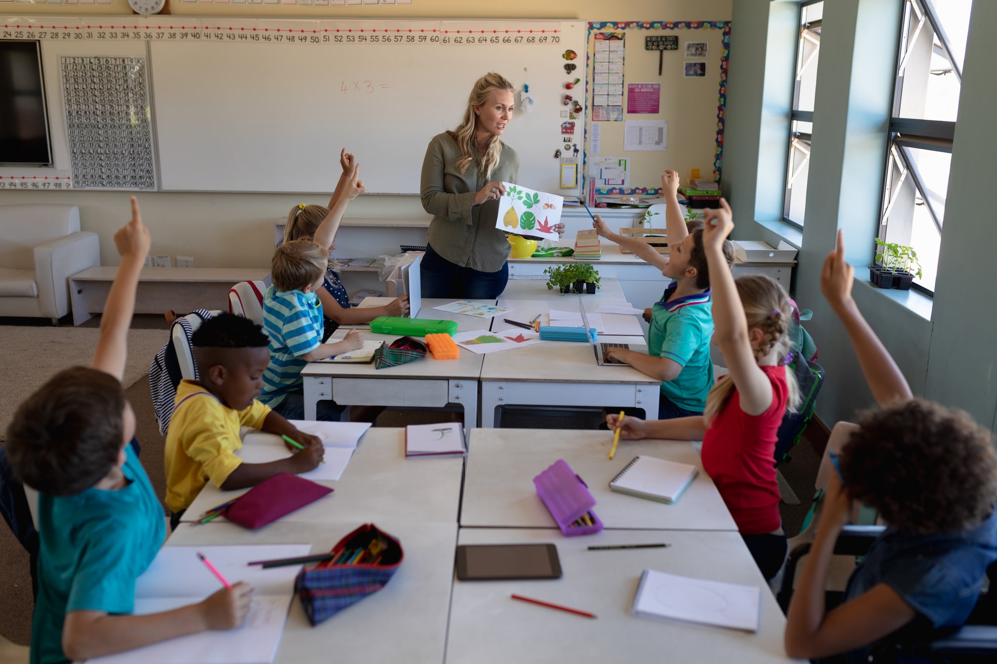 High angle view of a Caucasian female teacher with long blonde hair holding a picture of leaves and a diverse group of schoolchildren sitting at desks looking and raising their hands, during a lesson in an elementary school classroom